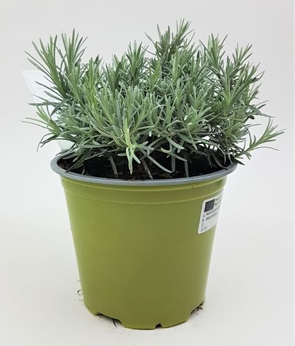 Ital. Currykraut Busch "Helichrysum angustifolia" PT 14