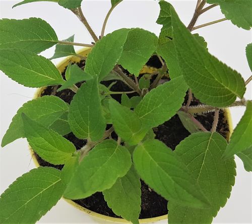 Ital. Ananas Salbei Busch "Salvia rutilans" PT 14