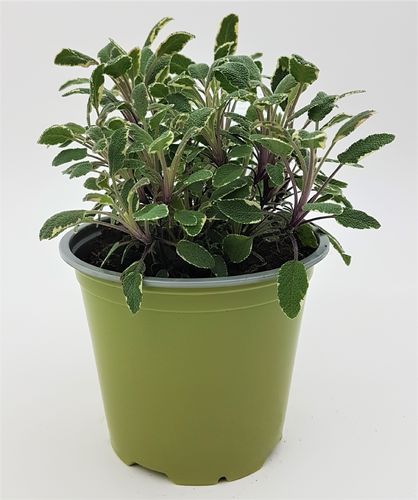Ital. Salbei dreifarbig Busch "Salvia officinalis" PT 14