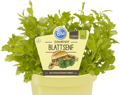Blu - Deut. Blattsenf "Brassica juncea" PT 12