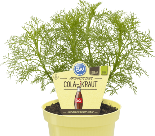 Blu - Deut. Cola Kraut "Artemisia abrotanum var. maritima" PT 12