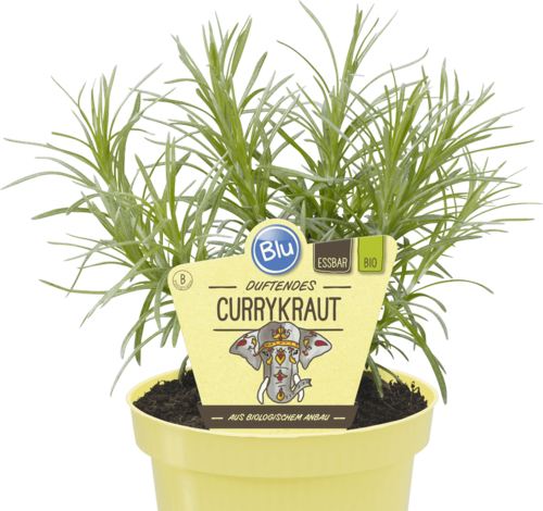 Blu - Deut. Curry Kraut "Helichrysum angustifolia" PT 12