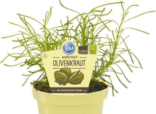 Blu - Deut. Olivenkraut "Santolina viridis" PT 12