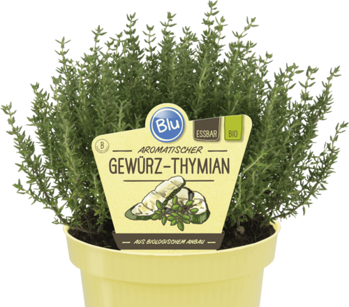 Blu - Deut. Gewürz - Thymian "Thymus vulgaris" PT 12