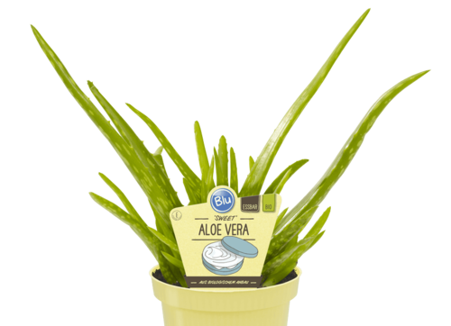 Blu - Deut. Aloe Vera Sweet "Aloe vera barbadensis miller" PT 12