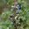 Blu - Deut. Grill Wacholder "Juniperus communis meyer" PT 12