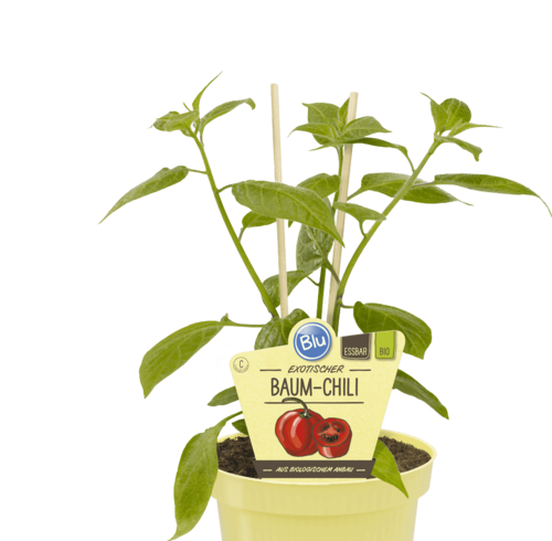 Blu - Deut. Baum Chili "Capsicum pubescens" PT 12