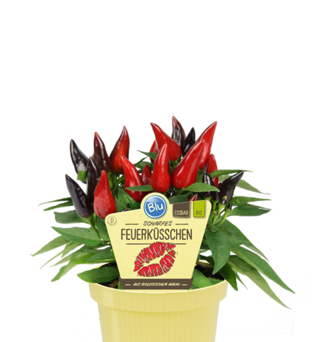 Blu - Deut. Feuerküsschen Chili "Capsicum annuum" mit Früchten PT 12