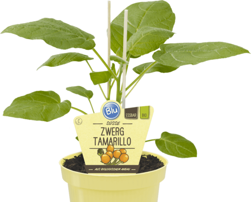 Blu - Zwerg Tamarillo "Solanum abutiloides" PT 12