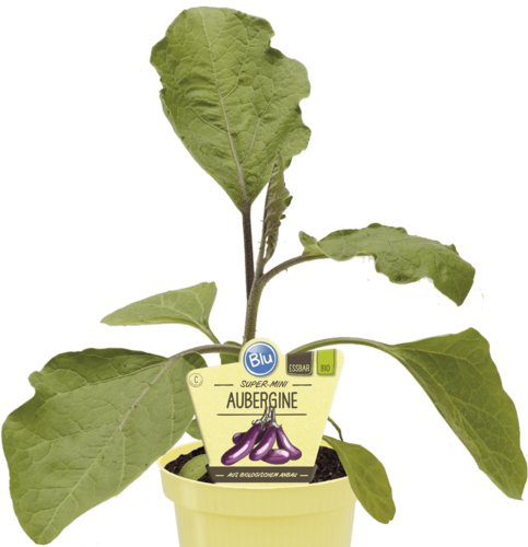 Blu - Auergine Super Mini "Solanum melongena" PT 12