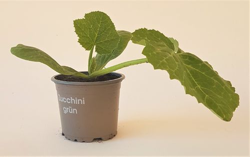 Zucchini grün lang "Cucurbita Pepo Convar. Giromontiina"  PT 10